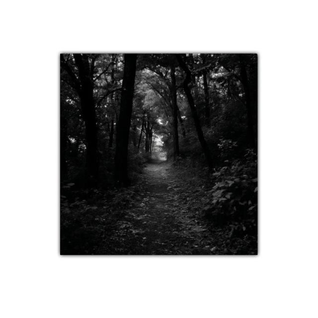 Camino misterioso en bosque oscuro y enigmático