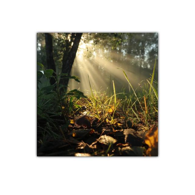 Rayos de sol entre hojas y naturaleza en calma