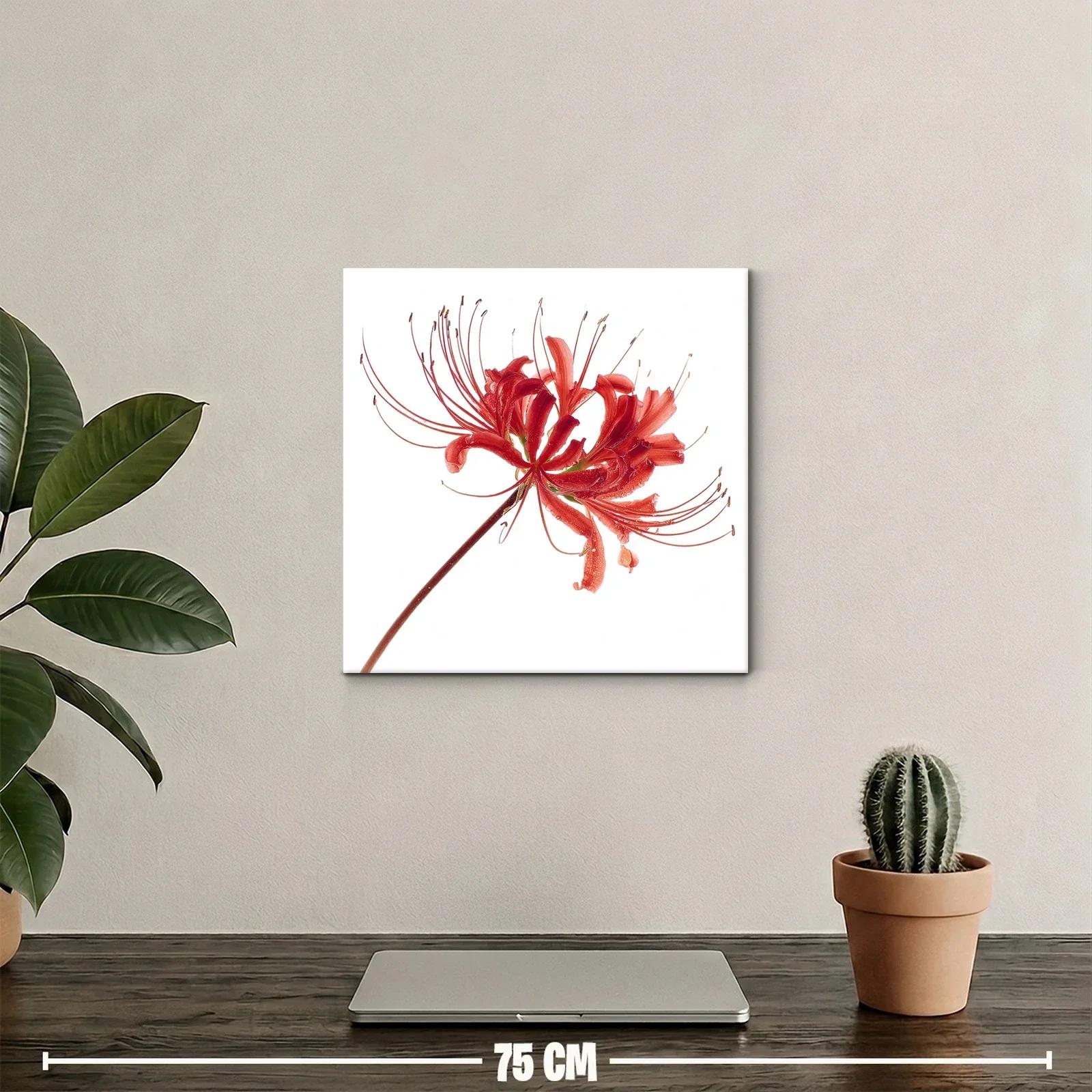 Flor roja elegante con delicados filamentos en blanco — miniatura 2