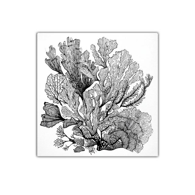 Composición orgánica de algas con delicados trazos en blanco y negro