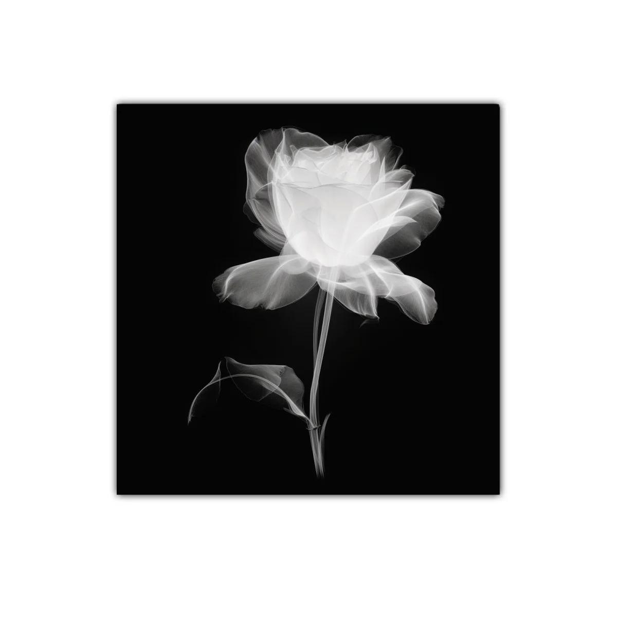 Rosa blanca etérea sobre fondo oscuro