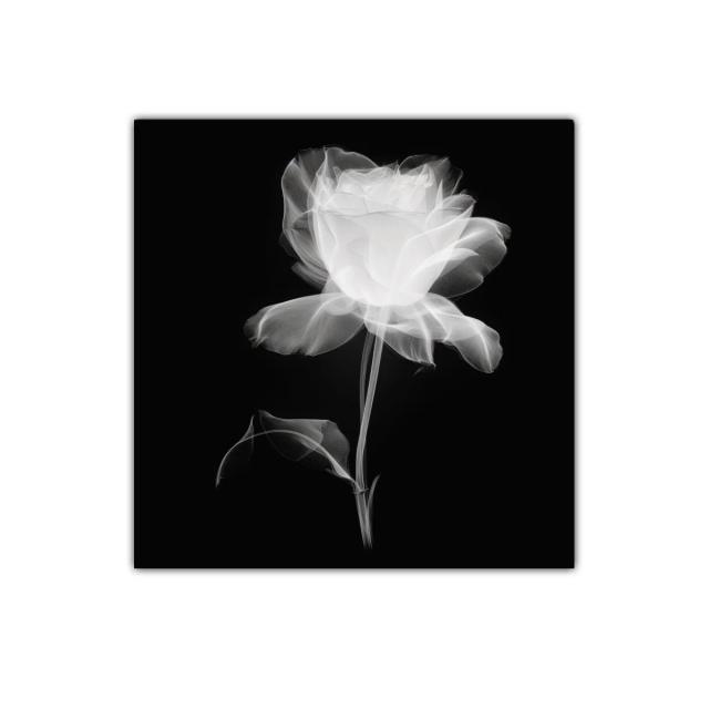 Rosa blanca etérea sobre fondo oscuro