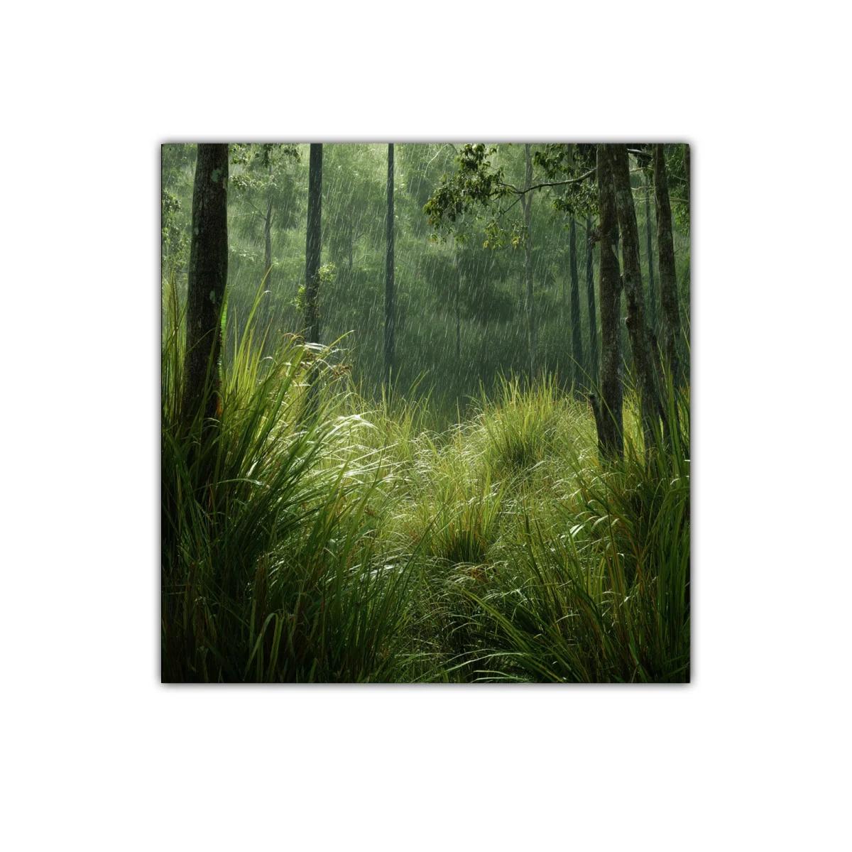 Bosque bajo la lluvia con vegetación luminosa y fresca — imagen principal