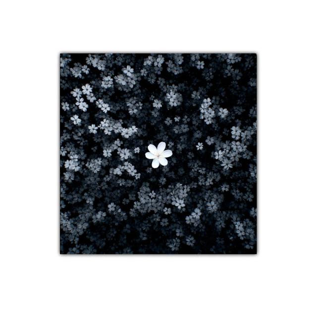 Flor blanca destacada sobre fondo oscuro y floral