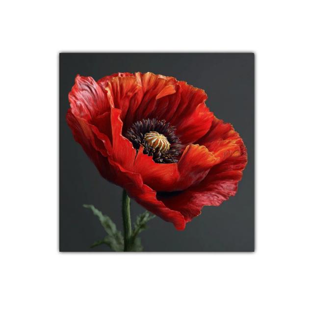 Cuadro decorativo amapola roja con fondo oscuro
