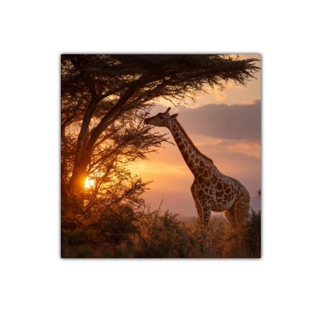 Serena jirafa al atardecer en paisaje natural