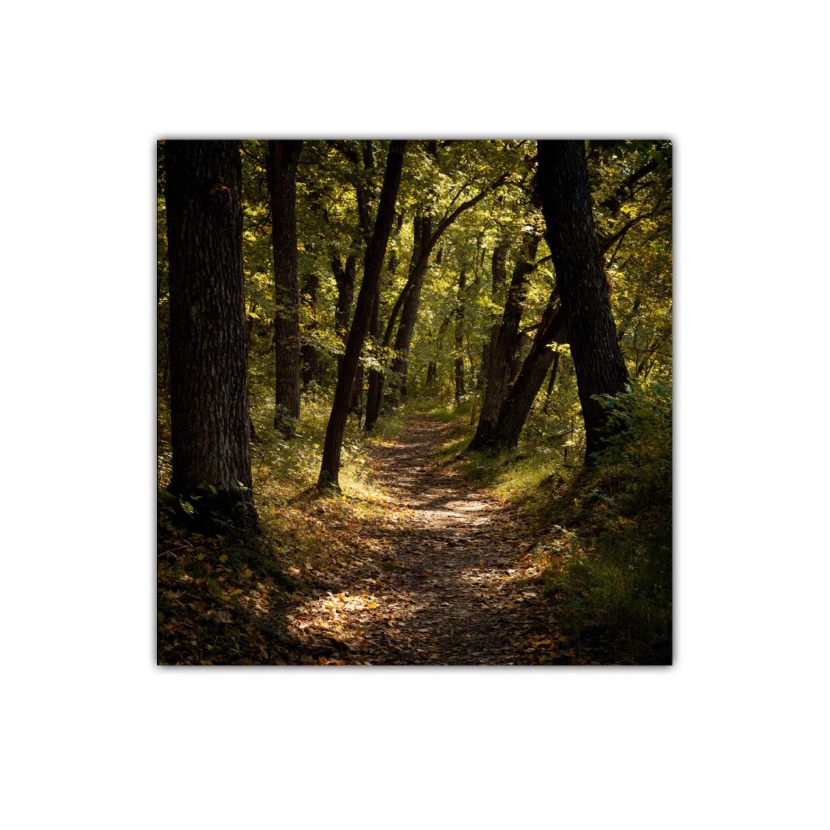 Camino Serene entre Árboles en Luz Dorada — imagen principal