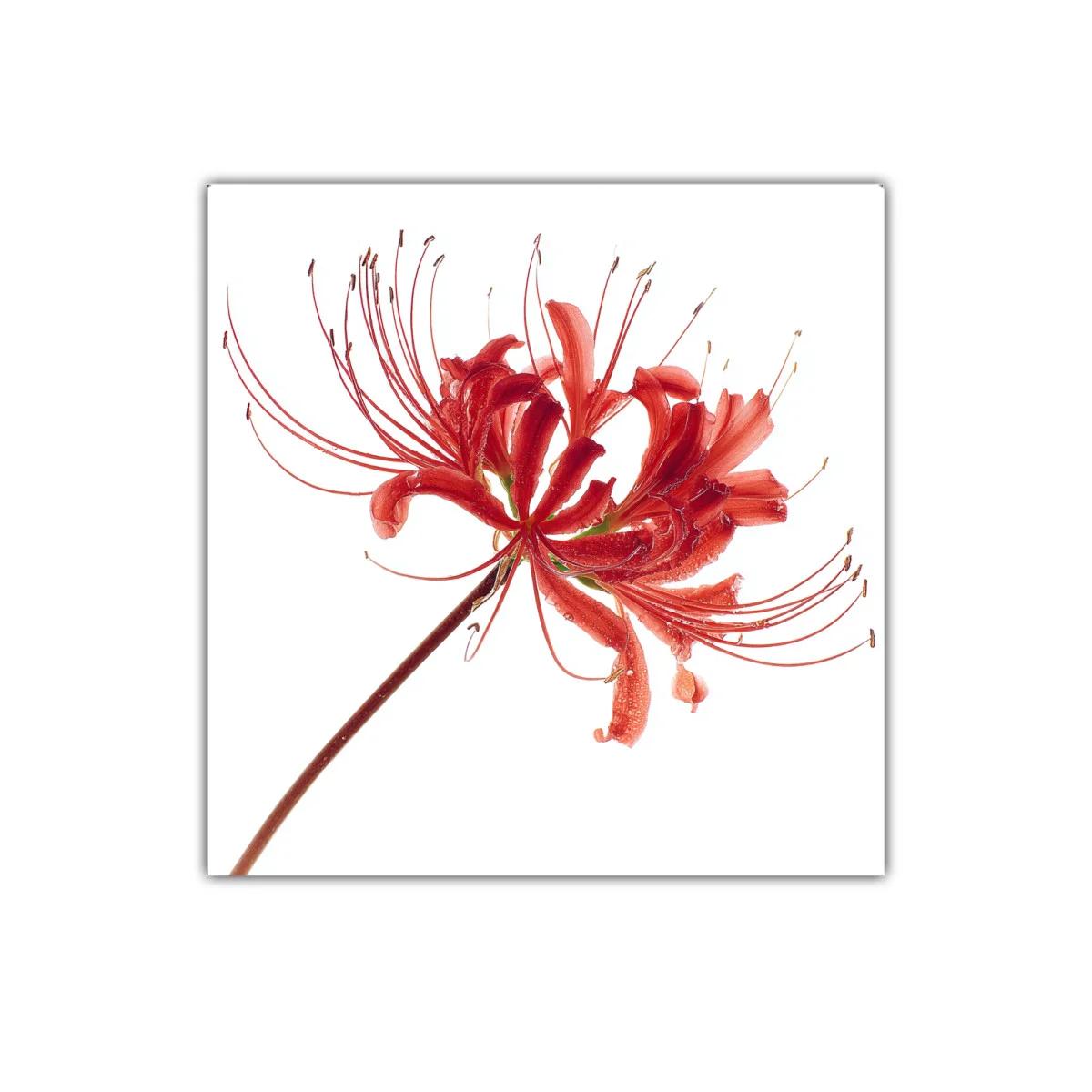Flor roja elegante con delicados filamentos en blanco