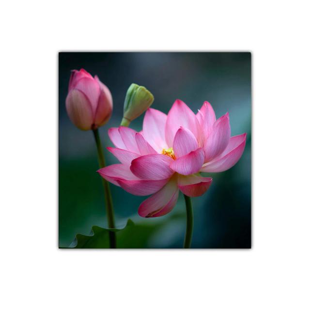Flor de loto rosa en delicado contraste natural